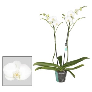 Biała orchidea w doniczce, elegancka roślina doniczkowa do Twojego domu.