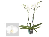 Falenopsis - Ćmówka - Storczyk (Phalaenopsis sp.) Grandiflora 2pędy biel wys. 10