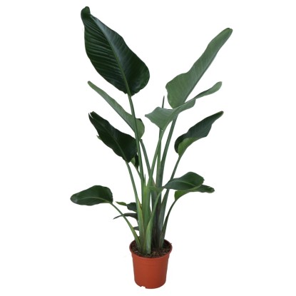 Strelicja biała (Strelitzia Nicolai) wys. 130 cm, don. 24 cm
