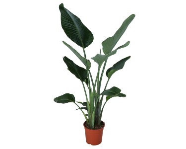 Strelicja biaa (Strelitzia Nicolai) wys. 130 cm, don. 24 cm