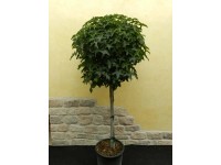 Ambrowiec Gumball - wys. 120-140 cm