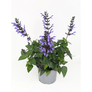 Szałwia 'Black Bloom' w doniczce (Ø 17 cm) z fioletowymi kwiatami i ciemnymi łodygami.