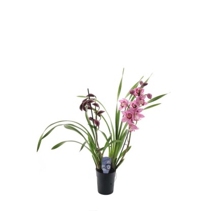 Storczyk 1-2 pędy (Cymbidium) mix - don. 14 cm