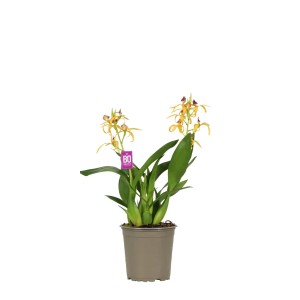Encyklia (Encyclia sp.) don. 12 cm