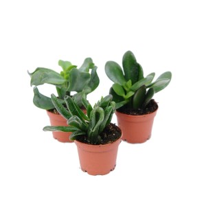 Trzy różne zielone sukulenty w doniczkach.