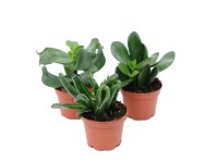 Grubosz (Crassula) mix odmian - don. 6 cm