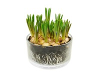 Szafirek (Muscari sp.) szklana patera - don. 15 cm