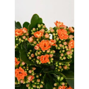 Kalanchoe Rosalina Pomarańczowa w doniczce, pełne kwiaty.