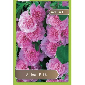 Opakowanie pełnych malw 'Aloea Pink' z różowymi kwiatami. Cebulki kwiatowe do ogrodu.