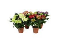 Hortensja (Hydrangea) mix 4-6 kwiatów - don. 14 cm