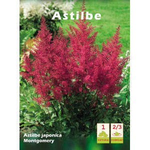 Astilbe japonica 'Montgomery' z czerwonymi kwiatami jako roślina cebulowa do ogrodu.