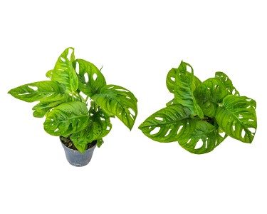 Monstera adansoni Monkey Leaf (Monstera Monkey Leaf) - don. 12 cm