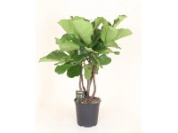 Fikus lirolistny rozgałęziony  (Ficus lyrata) - don. 24 cm
