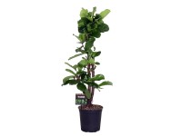 Fikus lirolistny rozgałęziony  (Ficus lyrata) - don. 27 cm