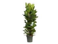 Fikus (Ficus lyrata) - wys. 200 cm, don. 40 cm
