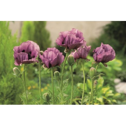 Mak Patty'S Plum 1szt