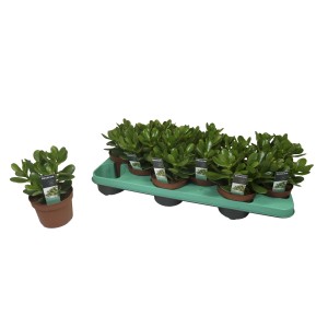 Kilka zielonych sukulentów t.b.t. w doniczkach na zielonej tacy.