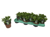 Grubosz (Crassula) HottentonH basket - don. 14 cm