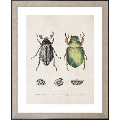 ARS LONGA Obraz THE BEETLE 45 x 55 cm