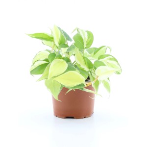 Roślina doniczkowa t.b.t. z zielono-białymi liśćmi w brązowej doniczce.