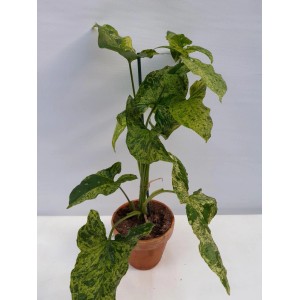 Roślina doniczkowa t.b.t. z zielono-żółtymi, pstrokatymi liśćmi w terakotowej doniczce.