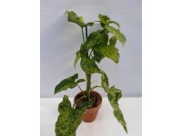 Syngonium Mottled, wys. 35-45 cm, don. 12 cm