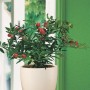Osłonka Scheurich 920, Ø 11 cm, kremowa, z rośliną Solanum wewnątrz.