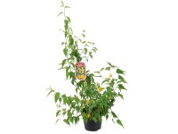 Złotlin japoński (Kerria japonica)