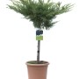Cyprysik Lawsona 'Gold Rider', wys. ok. 80 cm w doniczce 9 l. Zimozielone drzewo iglaste do ogrodu i donicy.