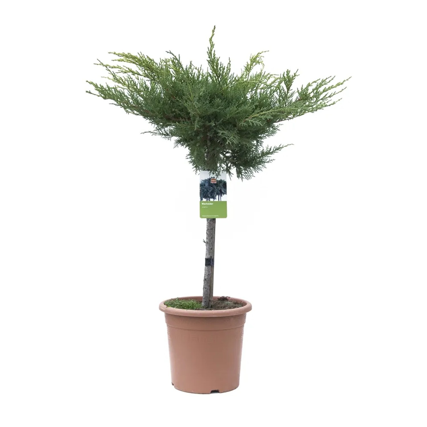 Cyprysik Lawsona 'Gold Rider', wys. ok. 80 cm w doniczce 9 l. Zimozielone drzewo iglaste do ogrodu i donicy.