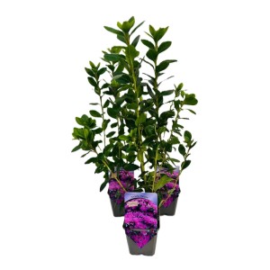 Azalia japońska (Rhododendron obtusum) don. 1 l