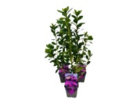 Azalia japońska (Rhododendron obtusum) don. 1 l