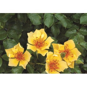 Żółta róża rabatowa z zielonymi liśćmi. Idealna do kolorowych ogrodów.