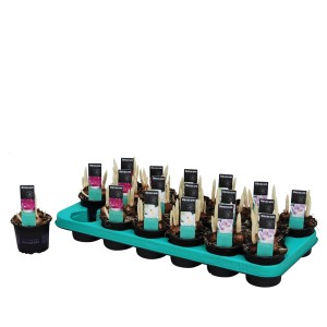 Cebulki kwiatowe t.b.t. w doniczkach na tacy. Różne kolory.