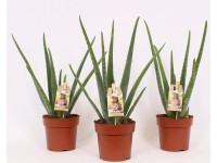 Aloe Vera wys. 40cm