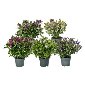 Różne rośliny doniczkowe t.b.t. w doniczkach z zielonymi liśćmi i fioletowymi, białymi i różowymi kwiatami.