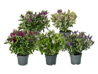 Hebe Addenda kwitnąca wys. 40cm don. 19cm