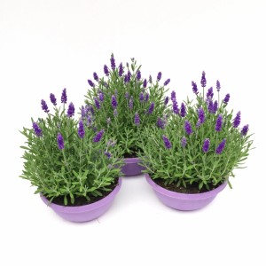 Lawenda wąskolistna w misie (Lavandula angustifolia) mix don. 19 cm