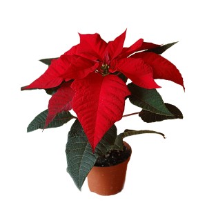 Czerwona gwiazda betlejemska w doniczce, świąteczna dekoracja na Boże Narodzenie.