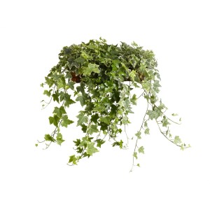 Bluszcz pospolity (Hedera helix) zwisający z zielonymi liśćmi w doniczce.