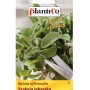 Opakowanie nasion szałwii: Salvia officinalis, idealne do ogrodu ziołowego.