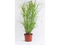Miskant w odmianach (Miscanthus sp.)