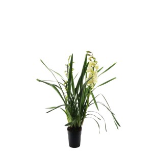 Jasna orchidea t.b.t. w doniczce z zielonymi liśćmi.