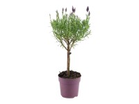 Lawenda francuska Anouk na pniu (Lavandula stoechas Anouk) don. 12 cm