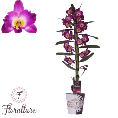 Storczyk (Dendrobium Nobile Akatsuki) - wys. 55 - 65 cm