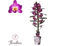 Storczyk (Dendrobium Nobile Akatsuki) - wys. 55 - 65 cm