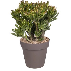 Grubosz Hobbit (Crassula ovata Hobbit) don. 25 cm