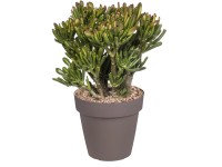 Grubosz Hobbit (Crassula ovata Hobbit) don. 25 cm