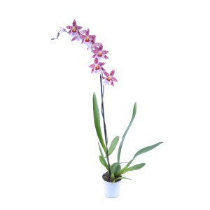 Kwitnąca orchidea z czerwonymi, nakrapianymi kwiatami w doniczce.