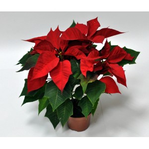 Czerwona gwiazda betlejemska w doniczce. Świąteczna dekoracja na Boże Narodzenie.